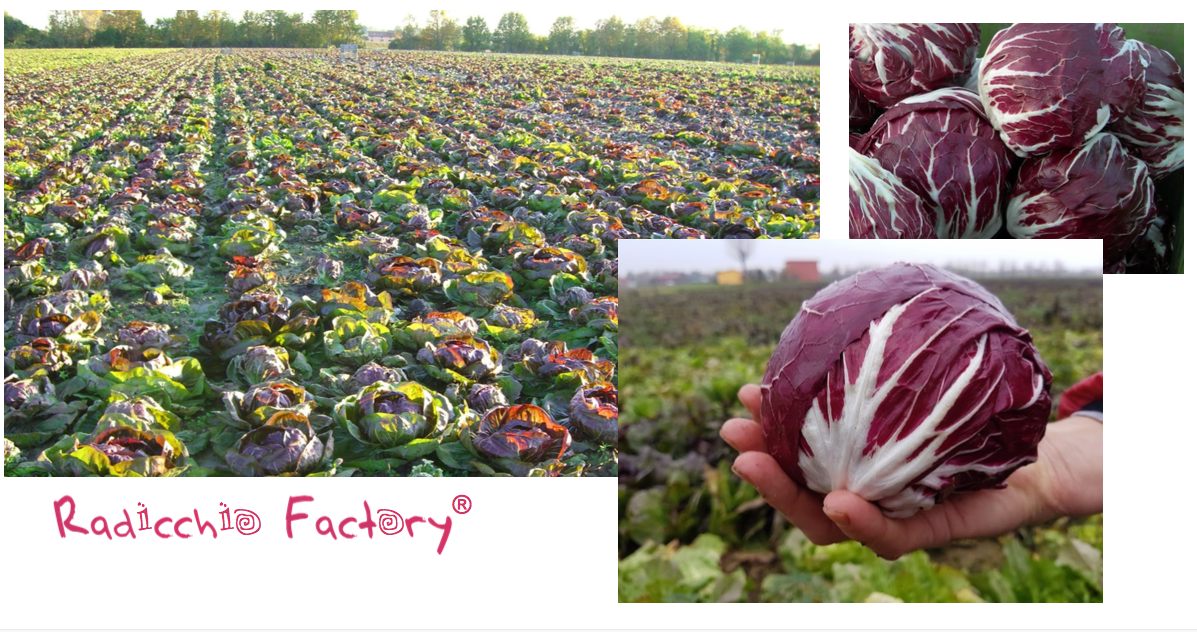 Radicchio Chioggia RF