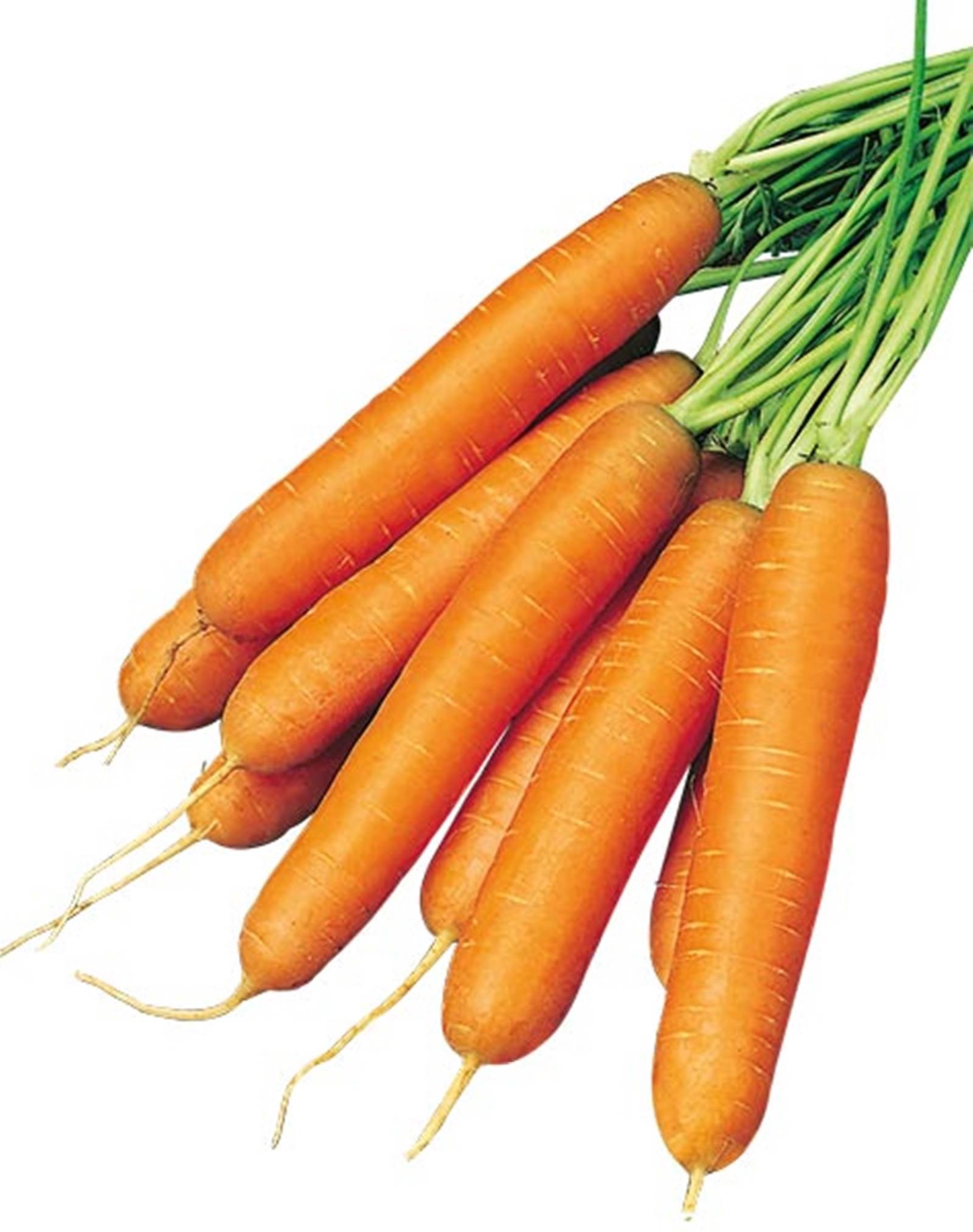 CAROTA F1