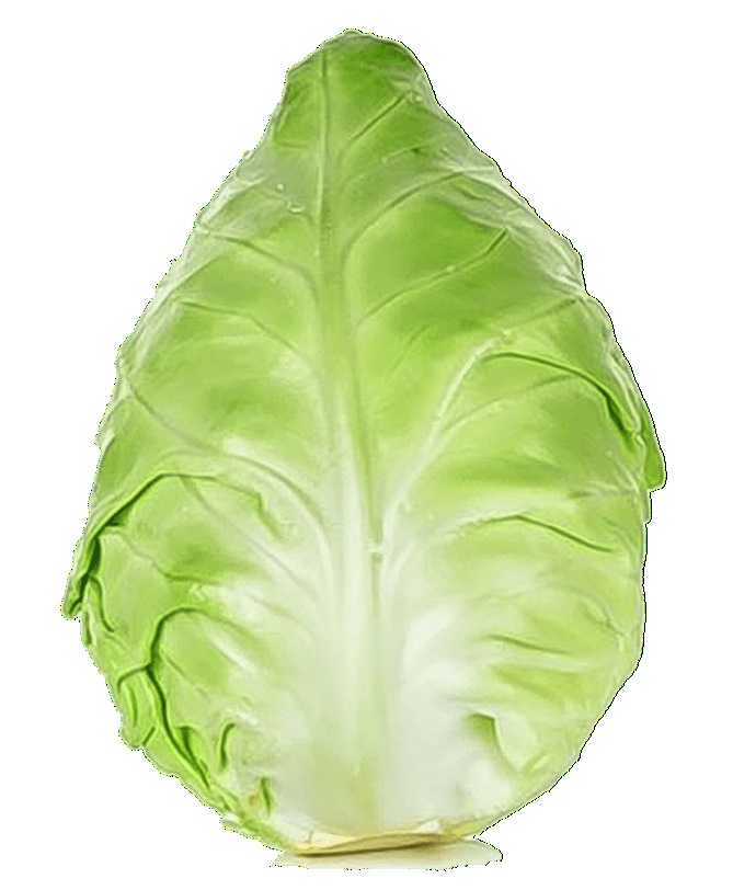CAVOLO CAPPUCCIO APPUNTITO F1