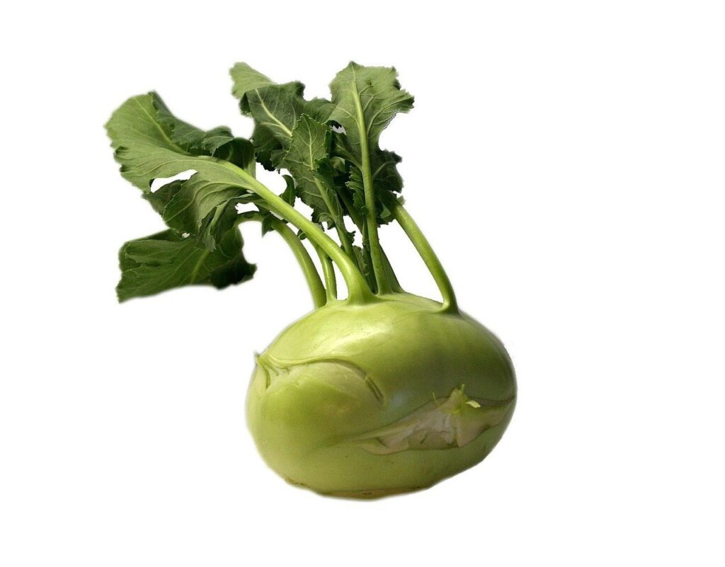 CAVOLO RAPA VERDE F1