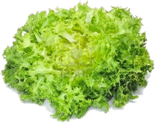 INDIVIA RICCIA