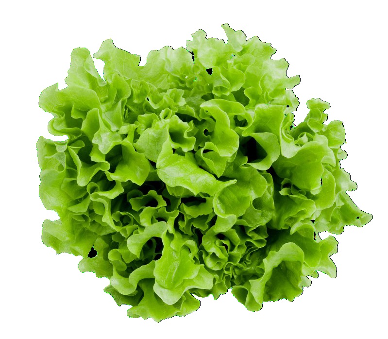 LATTUGA GENTILINA