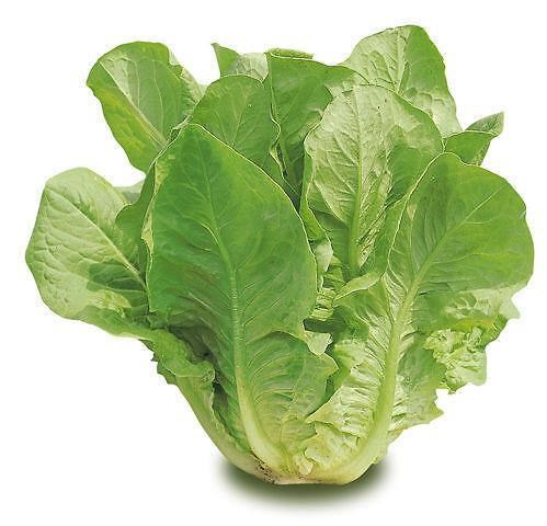 LATTUGA ROMANA