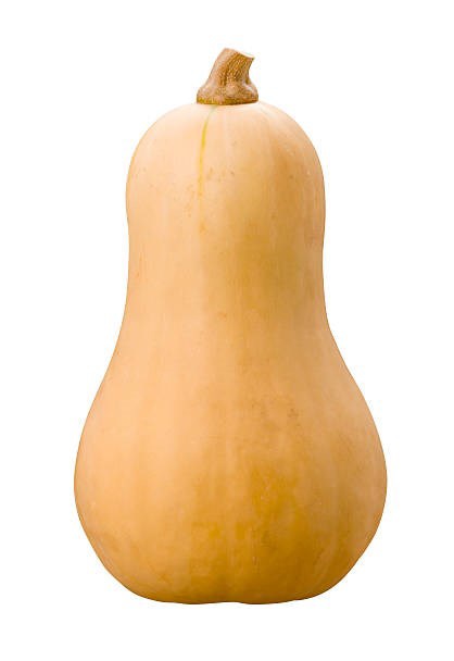 ZUCCA BUTTERNUT F1