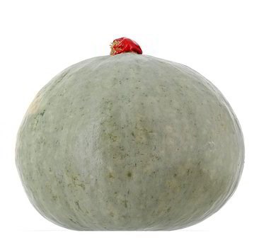 ZUCCA CASTAGNA F1