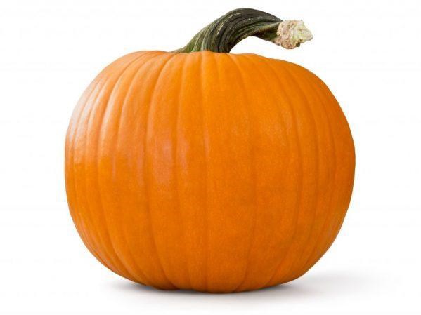 ZUCCA HALLOWEEN F1