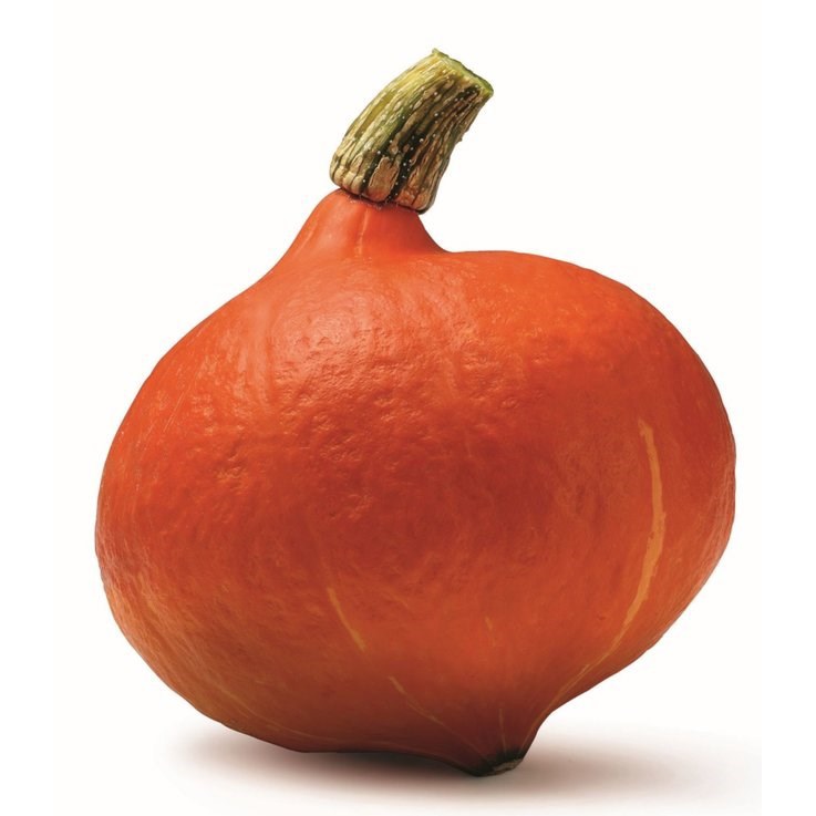 ZUCCA RED KURI F1